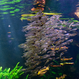 Sentosa Island Wonders SEA Aquarium And Adventure Cove Experience